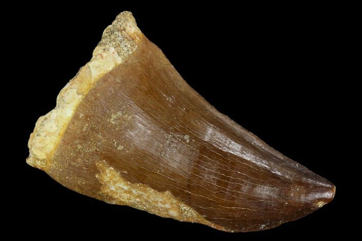 Mosasaur (Prognathodon) Tooth - Morocco #118933